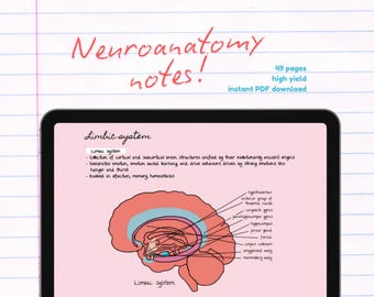 Anotações de Neuroanatomia | Estudo de Neurociência de Alto Rendimento | Anotações sobre o Sistema Nervoso | Diagramas Médicos Desenhados à Mão