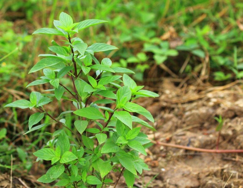Organic Thai Basil Seeds ocimum Basilicum 'thai' 50 Seeds for Herb