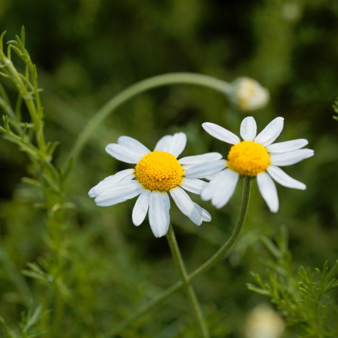 500 Roman Chamomile Seeds - Chamaemelum Nobile | Non-GMO, Medicinal & Culinary Herb - View #3
