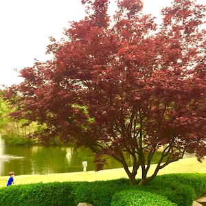 Puede incluir: Un vibrante árbol de arce japonés rojo con múltiples troncos se alza en un exuberante paisaje verde. Una pequeña fuente se encuentra en el fondo, y una persona camina en primer plano.