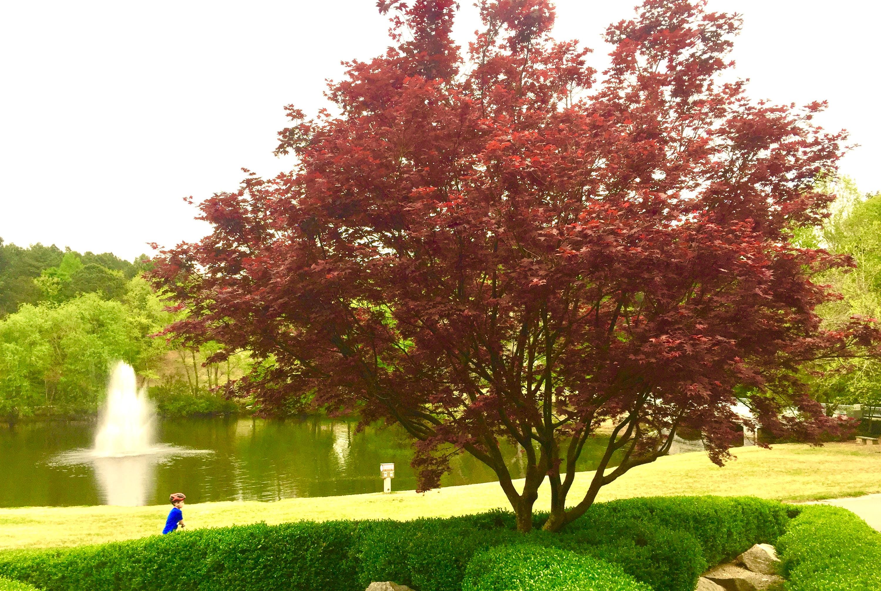 Father's gift kit Red Tree Maple Seeds Mini Greenhouse Moon Calendar for gardeners and Guide Save the planet collection.