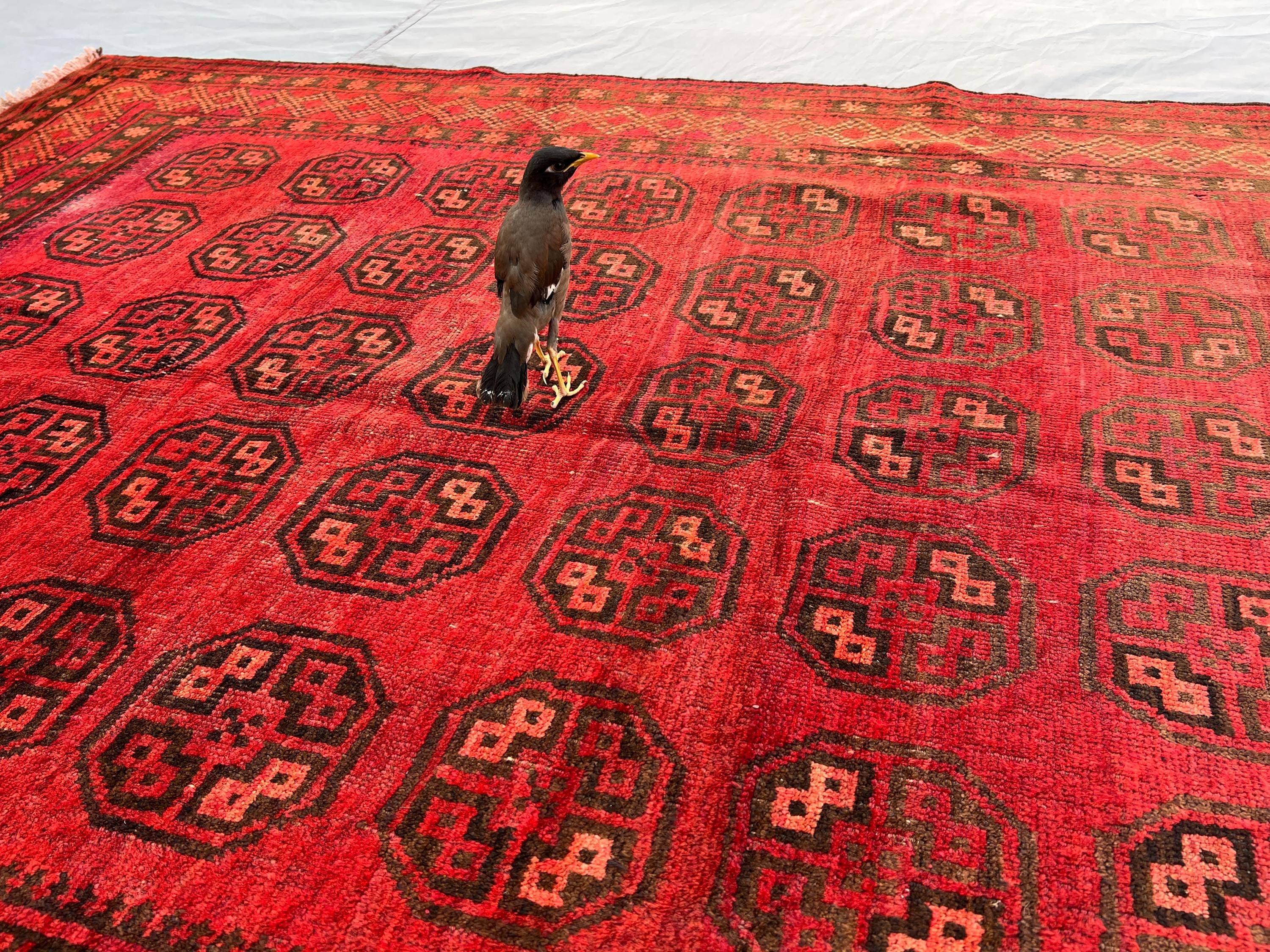 Afghan Taimani Rug 5x8 | Hand Knotted Wool Baluchi Carpet | Turkmen Gul Design | Tribal Nomadic Red Oriental Rug | Living Room Rug Decor