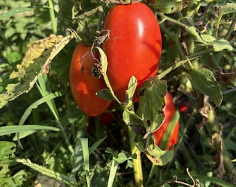 Roma Tomato Seeds - 10 Seeds - Home Gardener
