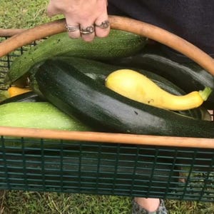 Green Zucchini seeds