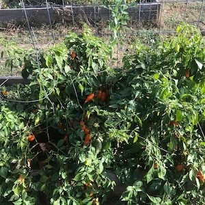 Sweet Habanero (Orange)