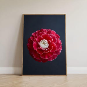 Rare Red Camellia Flower Wall Art, Minimalist Floral Fine Art, botanical photography, moody wall art, inimalist flower art, Instant Download