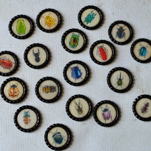 May include: A collection of small, round, framed insect illustrations. Each illustration features a different colorful beetle or bug design, set against a cream-colored background. The frames are black with a decorative, scalloped edge. The insects are depicted in various colors.