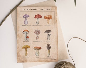 Postcard -botanical - drawing - A5 - Mushrooms