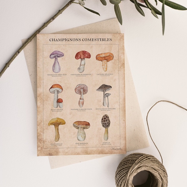 Postcard -botanical - drawing - A5 - Mushrooms