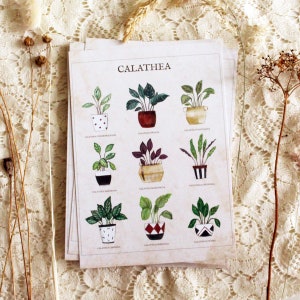 Postcard botanical plant A6 Calathea image 2