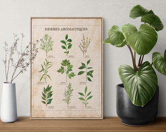 Tirage - Poster - reproduction - Dessin botanique - planche botanique - Herbes aromatiques