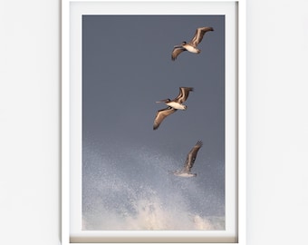 Brown Pelicans Fine Art Print: Coastal Wildlife Photography, Southern California
