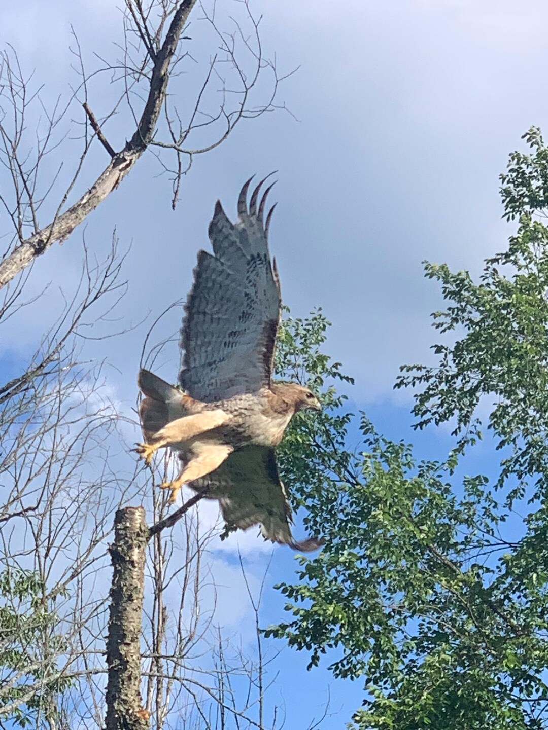 Hawk in Flight Photography, Bird of Prey Wall Art, Nature Wildlife ...