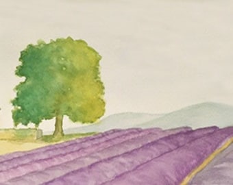 Lavender Field in Provence
