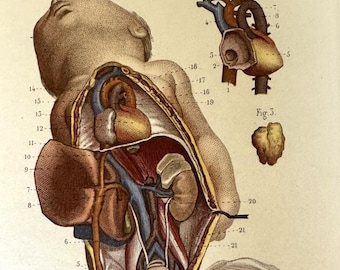 Puede incluir: Una ilustración anatómica detallada de un feto humano, que muestra los órganos internos y el sistema circulatorio. La imagen está etiquetada con números e incluye el texto "Fig. 1", "Fig. 2", "Fig. 3", "Pl. 76", "Léveille del." y "Corbie sc."