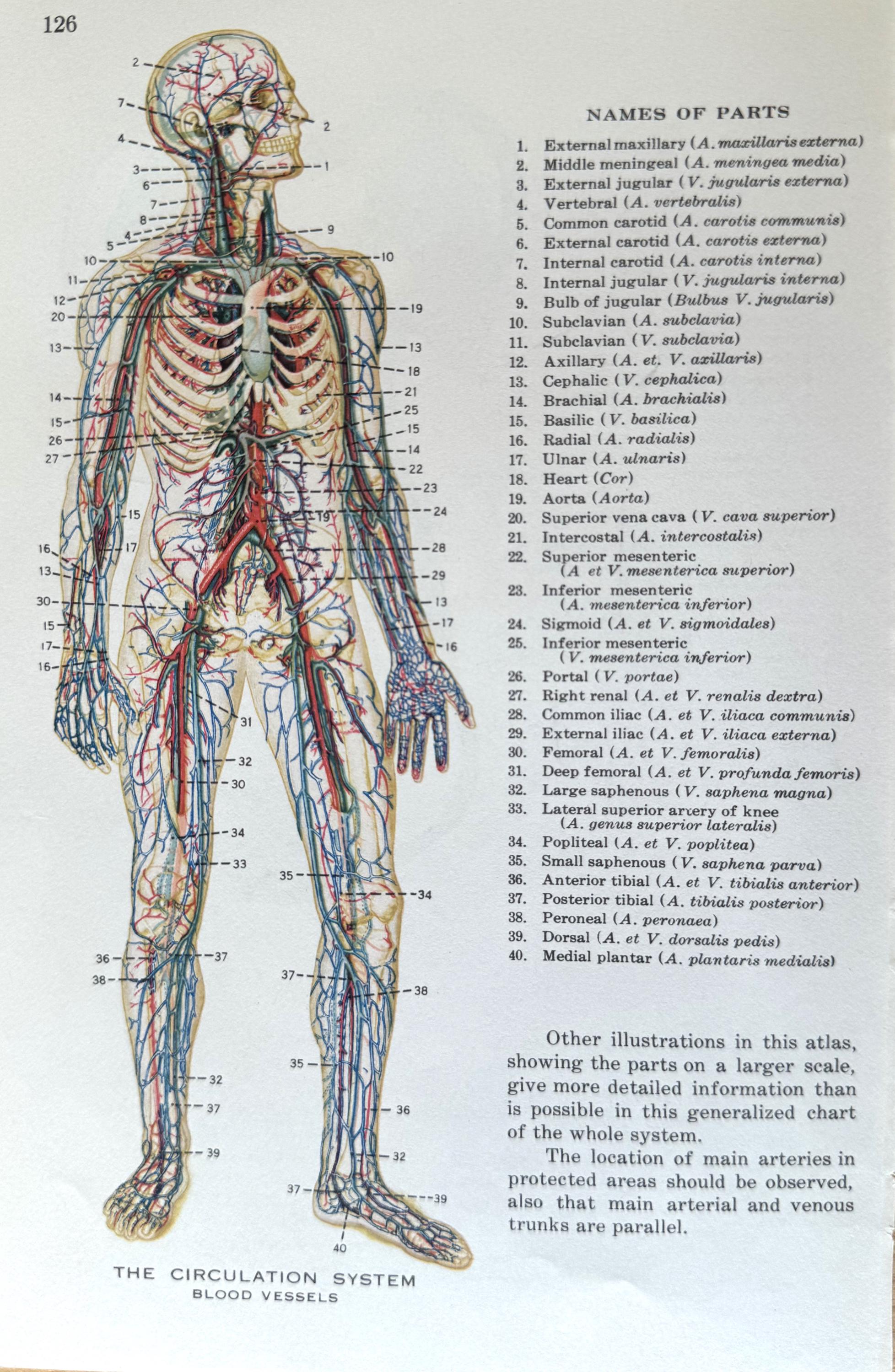 10 Different Vintage Anatomy Diagrams, Medical, 1930's, Annotated - Etsy