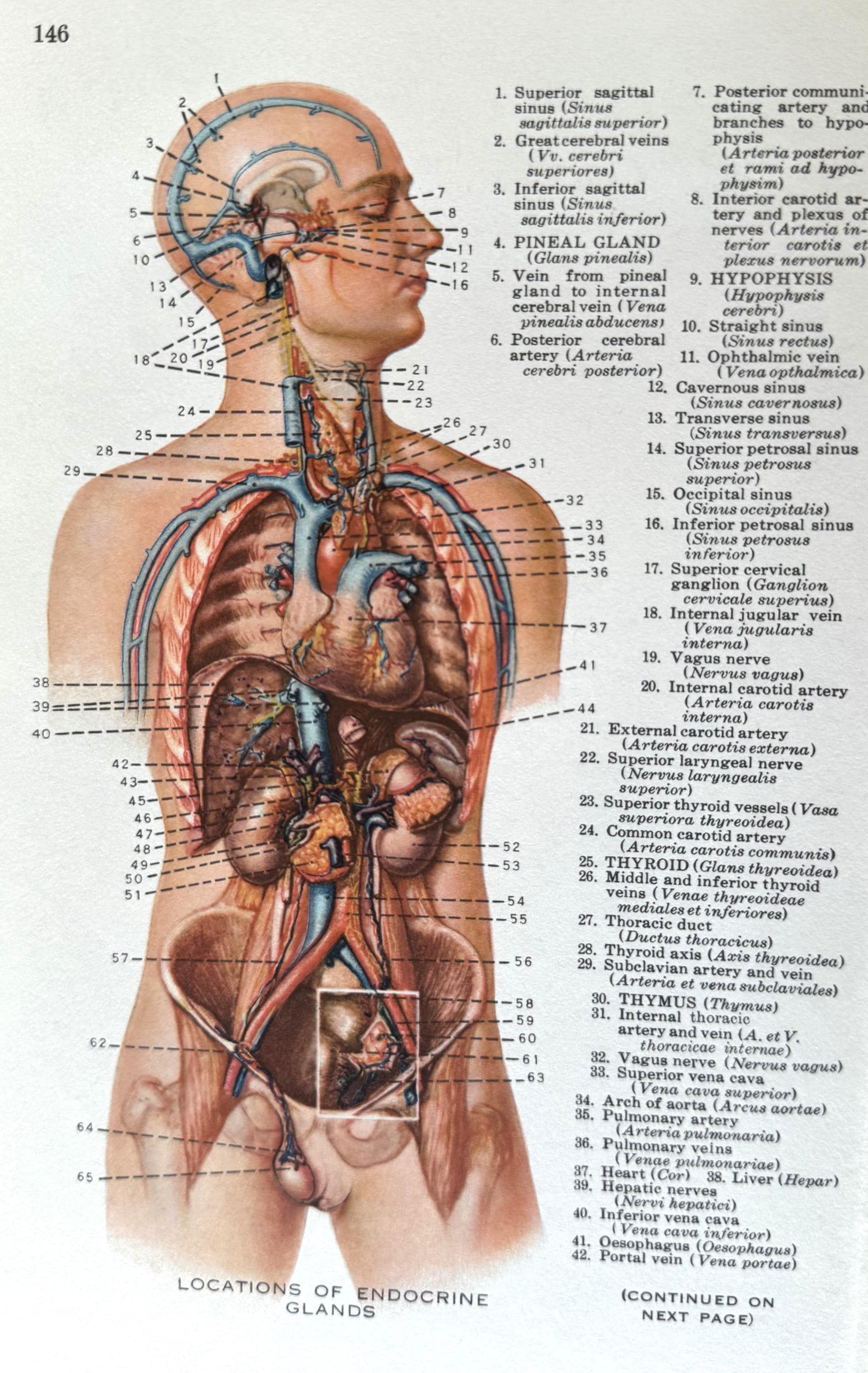 10 Different Vintage Anatomy Diagrams, Medical, 1930's, Annotated - Etsy