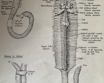 Disegni biologici di Maud Jepson, Fisiologia animale e dissezioni, Certificato scolastico, 1938