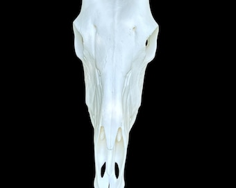 Gemsbock/Oryxskalle (med tänder)