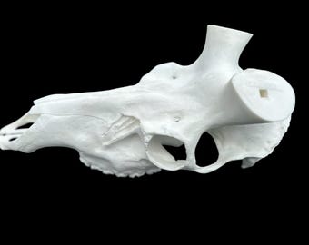 Elk Replica European Counterfit Skull (With Teeth)
