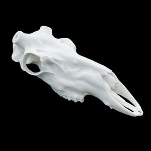 May include: White deer skull with visible teeth, isolated on a black background.