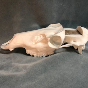 Elk Replica European Counterfit Convertible Skull (With Teeth)