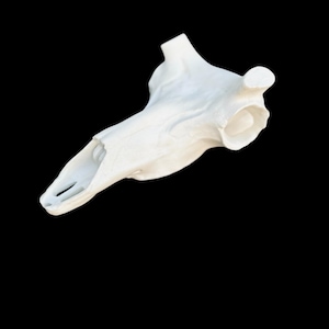 Antelope Replica European Skull (Flat Back)