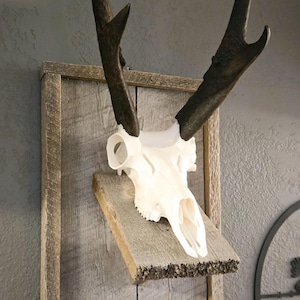 Antelope Replica European Counterfit Skull (With Teeth)