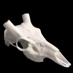 May include: A white giraffe skull with a detailed bone structure. The skull is isolated against a black background.