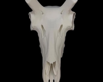Pronghorn Antelope Skull (3D Replica)