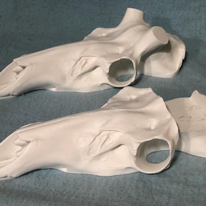Elk Replica European Convertible Skull (Flat Back)
