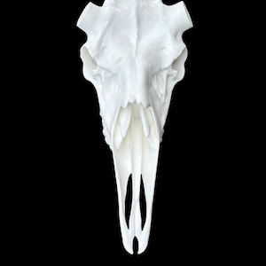 May include: A stark white animal skull presented in a top-down view against a solid black background. The skull features a prominent nasal cavity, elongated snout, and two symmetrical horn bases at the top, showcasing a smooth, clean texture.