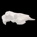Whitetail Replica European Counterfit Skull (With Teeth)