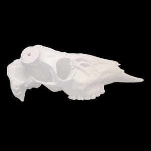 Whitetail Replica European Counterfit Skull (With Teeth)