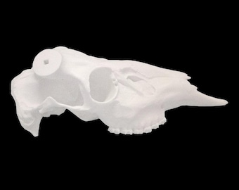 Réplica de cráneo falsificado europeo de venado cola blanca (con dientes)