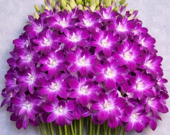 Purple Dendrobium Sonia Orchid Stems – Fresh Thai Wedding & DIY Event Flowers (10 Stems)