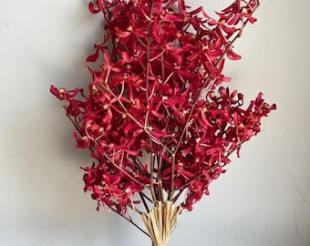 Red Aranthera Orchid Stems – Anne Black Variety Tropical Wedding Florals (10 Stems)