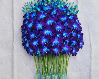 Blue Dendrobium Orchid Stems – Dyed Fresh Thai Wedding & Event Florals (10 Stems)