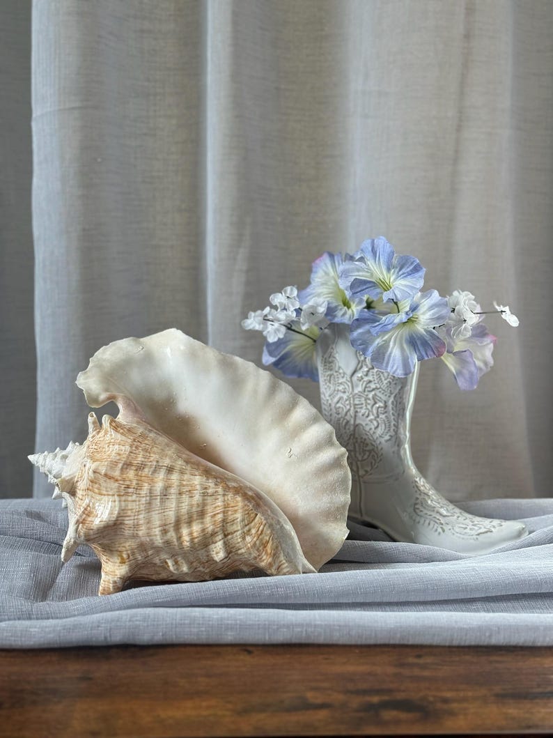 XL Queen Conch Shell - Etsy