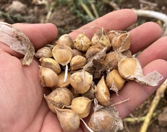 50 bulbilles d'ail éléphant allemand