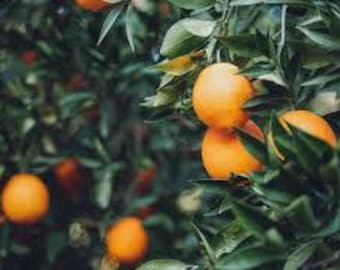 Jus d'orange fraîchement pressé fait maison