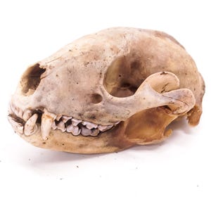 Raccoon Skull Grade A
