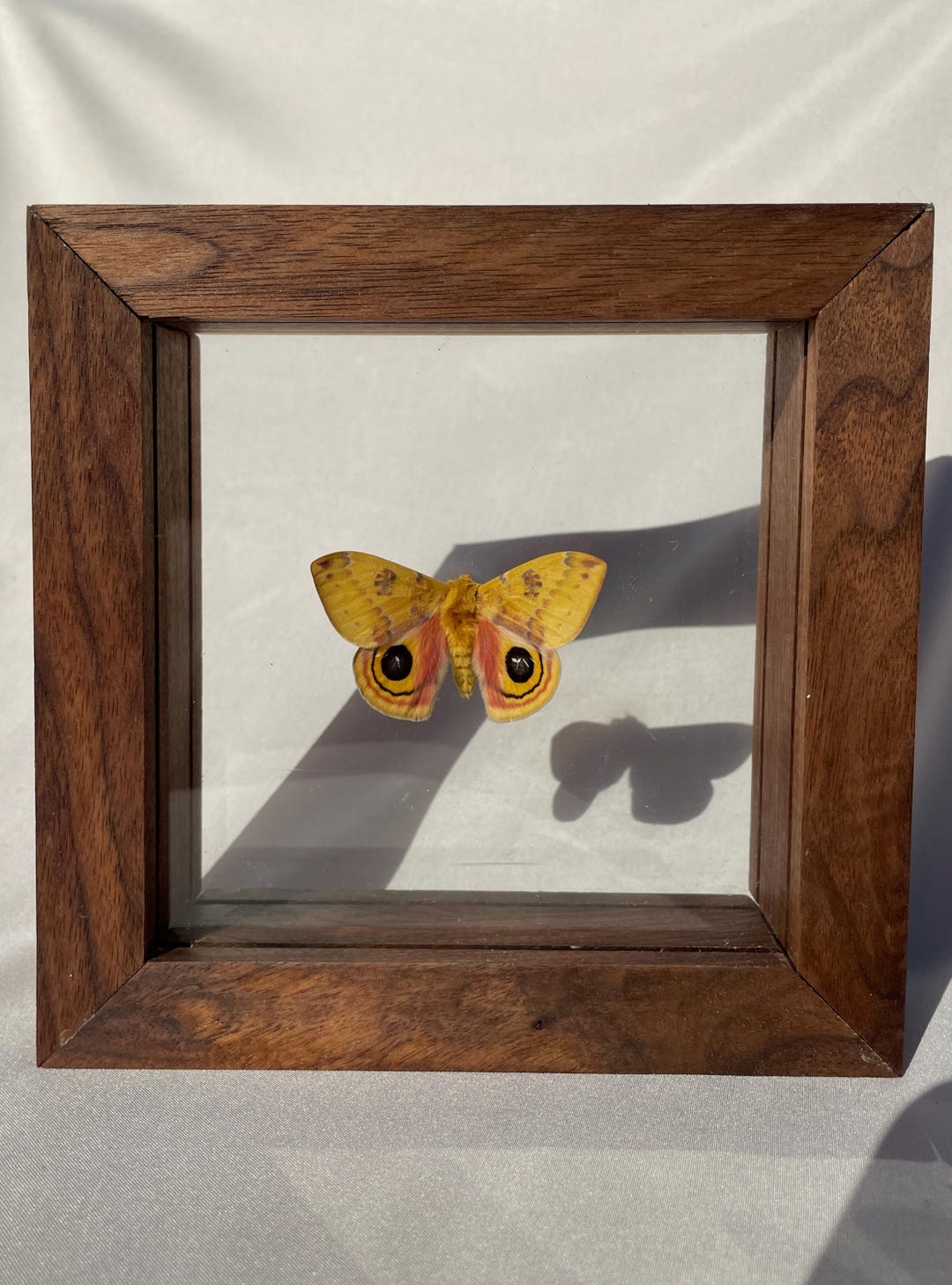 Moth In Frame Io Moth in Double Glass Frame - Etsy