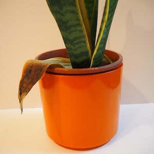 Pode incluir: Um vaso de planta cilíndrico laranja com uma planta-cobra. A planta-cobra tem folhas listradas verdes e amarelas, com uma folha marrom e seca. O vaso está sobre uma superfície branca.