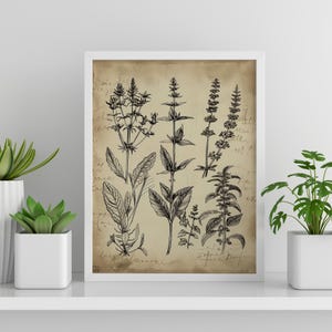 Vintage Herb Print Gift for Plant Lover Antique Herbarium Print Vintage Botanical Print Wildflower Art Herb Drawing Gift for Nature Lover