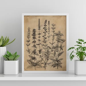 Vintage Herb Print Gift for Plant Lover Antique Herbarium Print Vintage Botanical Print Wildflower Art Herb Drawing Gift for Nature Lover