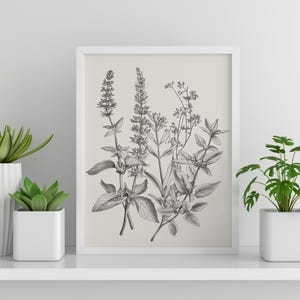 Vintage Herb Print Gift for Plant Lover Antique Herbarium Print Vintage Botanical Print Wildflower Art Herb Drawing Gift for Nature Lover