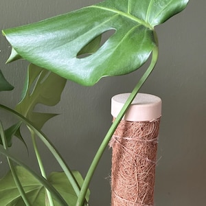 Moss Pole Top Cap - Stylish Cover for Coco Coir & Moss Poles