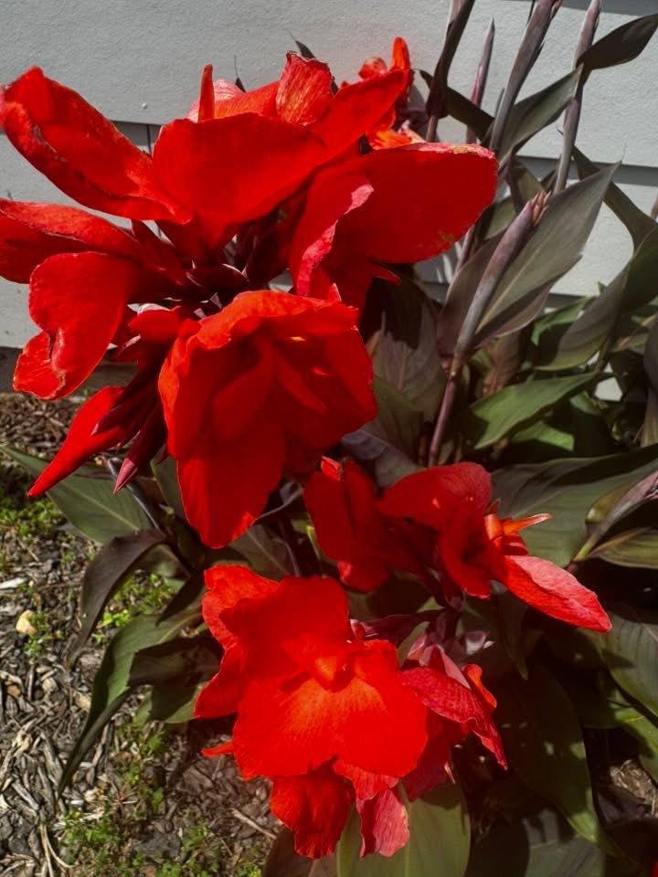 Dwarf canna plants - Etsy 日本
