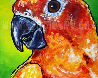 Sun Conure print 8x10